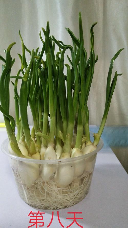 张熠煊的"蒜宝宝"